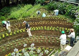 音無親水公園の花壇を整備する美化ボランティア。区職員もいっしょになって作業した。(1)