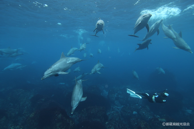 イルカの群れを間近で観察できる御蔵島（図版提供：御蔵島観光協会）