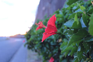 真っ赤なハイビスカスの花と八丈島の夕陽。