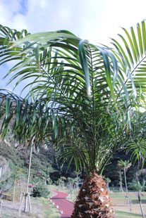 島の経済を支えるヤシ科の植物、ロべは、町の木に指定されている。