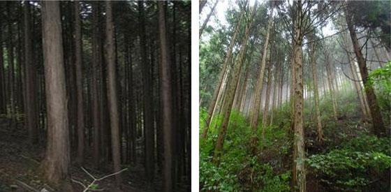 写真：間伐の遅れたCO2を吸わない森と間伐の進んだCO2を吸う森の比較
