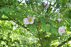 写真：フランス・リヨン市植物園のヘリテージ・ローズ・ガーデンに育つサンショウバラ（Rosa hirtula）