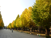 靖国神社の自然樹形を保ったイチョウ並木