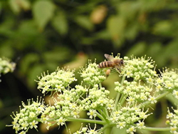 写真：地味なアシタバの花に飛来してきたミツバチ
