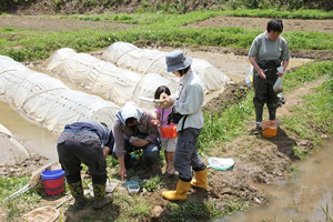 田んぼや湿地帯で実施している水辺の生き物調査