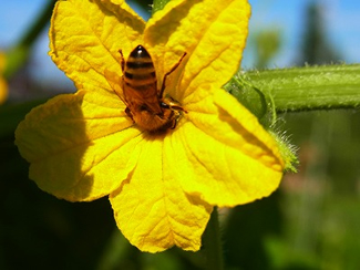 キュウリの花で熱心にお仕事中のミツバチ（NPOみつばち百花提供）