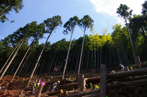 景観の森。スギ・ヒノキを伐って、広葉樹の森にする計画だ。