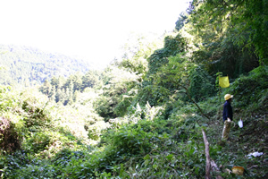 銀の森は、入り口に孟宗竹林、その上にマダケの竹林がある。