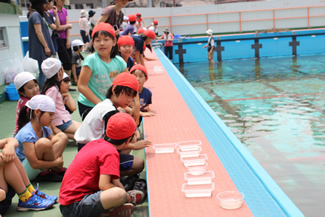 赤帽と白帽を被ってグループ分けをして、プールサイドで待機する3年生3クラス81名。