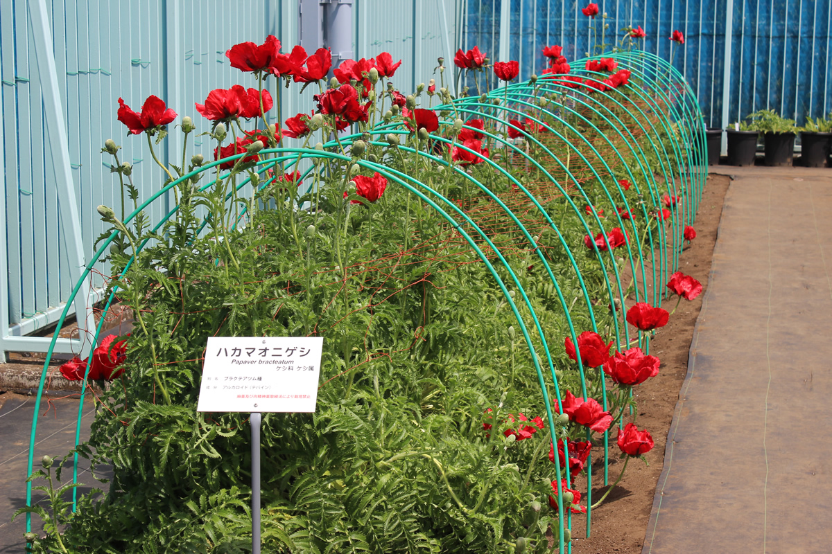 鮮やかな深紅色の花が特徴的なハカマオニゲシは、あへん法ではなく麻薬及び向精神薬取締法で栽培や所持が規制される。