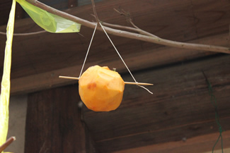 ヘタが取れてしまった柿は、竹串を刺して、糸を通して吊るせばよい。
