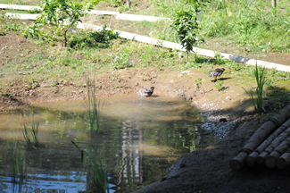 池ができて、鳥やトンボもたくさん来るようになった。池にやってきた、ムクドリ（左）とツバメ（右）。