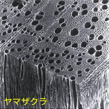 木の断面の電子顕微鏡写真。樹種によって密度や壁の厚みなどが異なる（ヤマザクラ）。『木材の構造 ─走査電子顕微鏡図説─』（一般社団法人日本森林技術協会発行）より、日本建築学会メンバーが加工して作成。