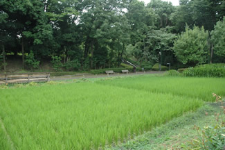 敷地内の田んぼは2枚。奥がうるち米、手前はもち米が栽培されている。