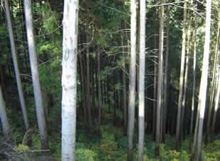 間伐前の「みなと区民の森」。木々が鬱蒼と生い茂り、林内は暗く込み入っている