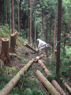 間伐作業の様子。作業自体は地元の森林組合に委託している