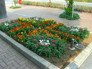 市役所前の花壇に植えられて、来訪者の目を楽しませている花々。市内各所に1万2千株ほどが植えられている。