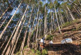 森林環境整備事業によって明るく整備された森。
