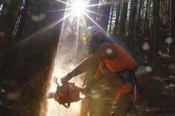 森林保安員による森林環境整備事業の作業の様子（間伐・枝打ち）。