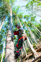 森林保安員による森林環境整備事業の作業の様子（間伐・枝打ち）。
