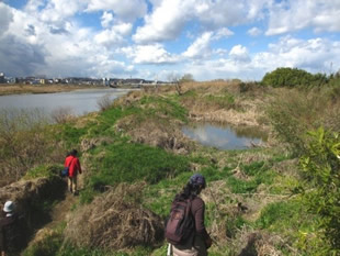 平成26年度の「都市河川で水辺に親しむ講座」で見学したワンドの全景。