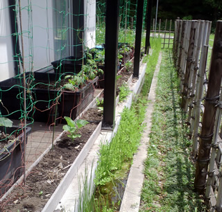 家の前の水路には、水草を植えて水を浄化する。最初10匹を放したクロメダカは、だいぶ数を増やしている。