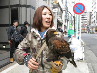 渋谷の繁華街を飛来した鷹。テレビ局や新聞各紙でも報道され、大きな反響があったという。（認定NPO法人自然環境復元協会提供）