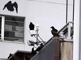 鷹に追われる経験がないためか、近くに来ても平然としている渋谷のカラスたち。（認定NPO法人自然環境復元協会提供）