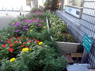 北区のシンボル「北とぴあ」に直結する地下鉄出口に面して配置された花壇も美化ボランティアが整備する花だ。