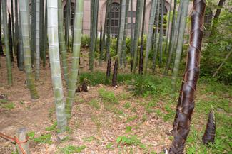 狛江駅北口広場から、一番に目に入るのが120本前後の孟宗竹が生える竹林。きれいに管理され、林床にやわらかな陽光が射す。風に揺れる様は、樹木とは違った風情を見せる。（狛江市提供）