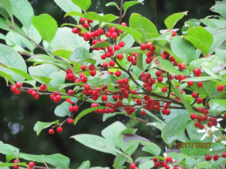 赤く鮮やかに熟した実がびっしりと付くウメモドキ。葉の形や枝ぶりはウメに似ているが、モチノキの仲間だ。