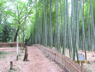 明るく整備された竹林。竹垣で区切ってある。