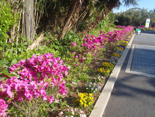 八丈八景の一つにも数えられる展望スポット「名護の展望台」（坂上地区の末吉集落）を、植栽された花々が彩る。