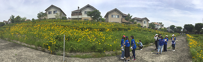オオキンケイギクの駆除現場とした堅谷戸緑地。作業前は、一面花畑のように鮮やかな黄色い花が咲いていた。