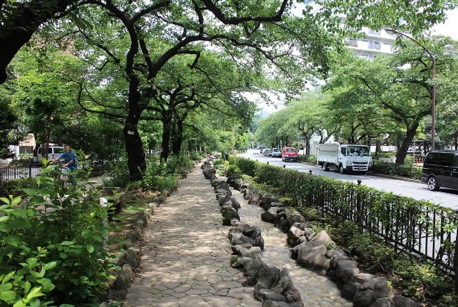 図5 播磨坂（東京都文京区）松平播磨守の上屋敷がこの地にあったことから名付けられた。毎年、桜の季節には、多くの花見客で賑わう。（筆者撮影）