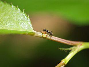 サクラ（ソメイヨシノ）の葉の蜜腺をなめるアリ