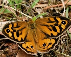 保護対象の在来動植物：Common Brown Butterfly