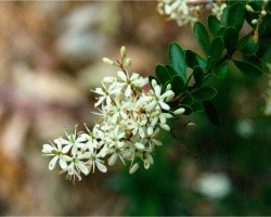 保護対象の在来動植物：Sweet Bursaria
