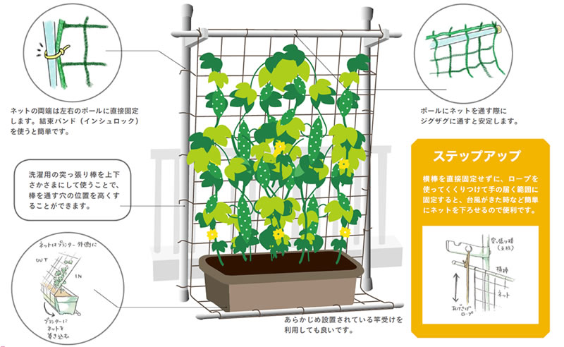 エコアカデミー第56回 ニッポンの夏支度 緑のカーテン その効果と育て方３つのポイント 自然の力を使って楽しみながら快適に暮らそう Ecoネット 東京62ホームページ