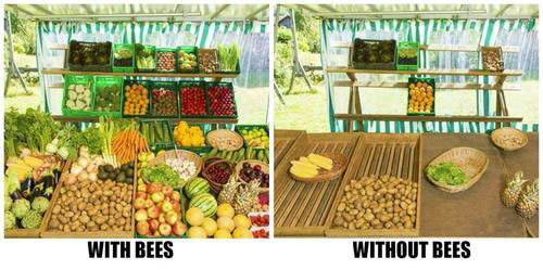 ハチがいる場合、いない場合に収穫できる作物の比較（Pollination Guelphの資料から）