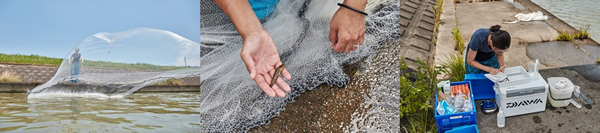 【図1】魚類調査の一例としての投網。投げる人の技術に結果が大きく左右されてしまいます。写真は初心者。
