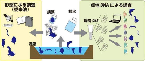 【図2】形態による従来の調査と環境DNAによる調査のイメージ。