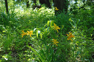 4月末～5月下旬にかけて花を咲かせるムサシノキスゲの群落（府中市提供）。