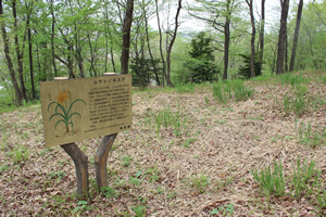 公園の林床は明るく整備されている。ところどころに、ムサシノキスゲの看板が設置されている。（写真左）