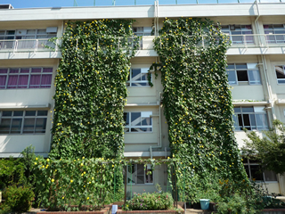 写真：板橋区立高島第五小学校の緑のカーテン