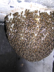 写真：ビッシリと働き蜂で覆われた自然巣