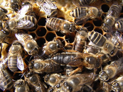 写真：真ん中、胴の長い個体が女王蜂