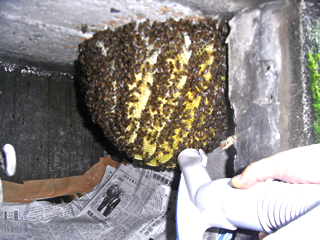 写真：納骨スペースに巣を作っていたミツバチの群れを捕獲