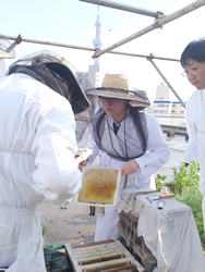 写真：都立墨田川高校の屋上で飼育するニホンミツバチの内検の様子