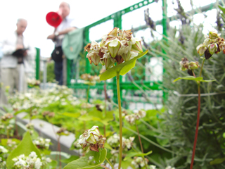 写真：ミツバチ園では、ソバの花などをプランターで育てている